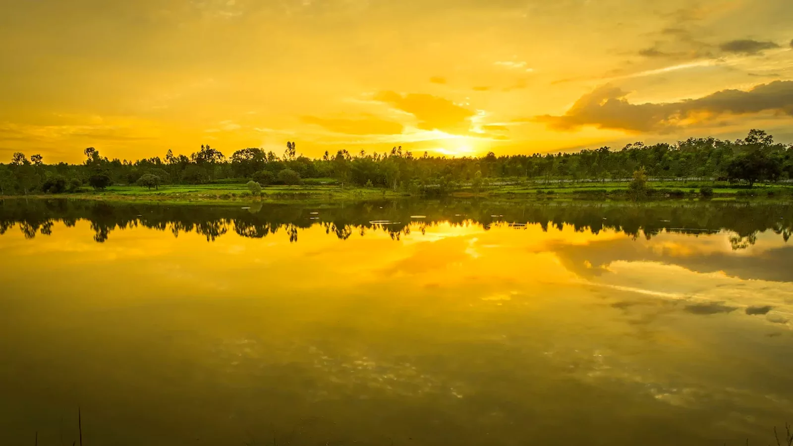 Indium Lake Forest
